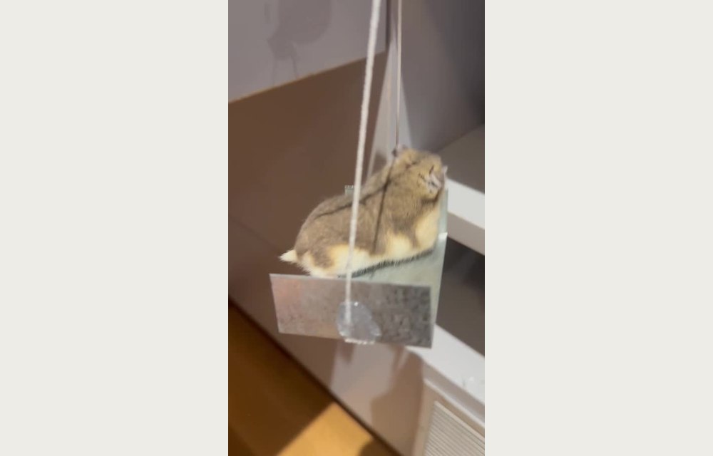 Hamster Playground project photograph